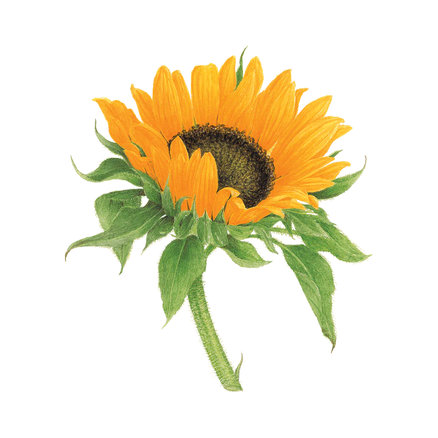 Temporary Tattoo Pair - Sunflower