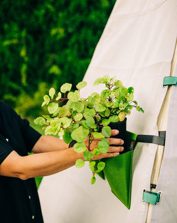 Person holding a green plant in a hanging planter against a blurred natural background